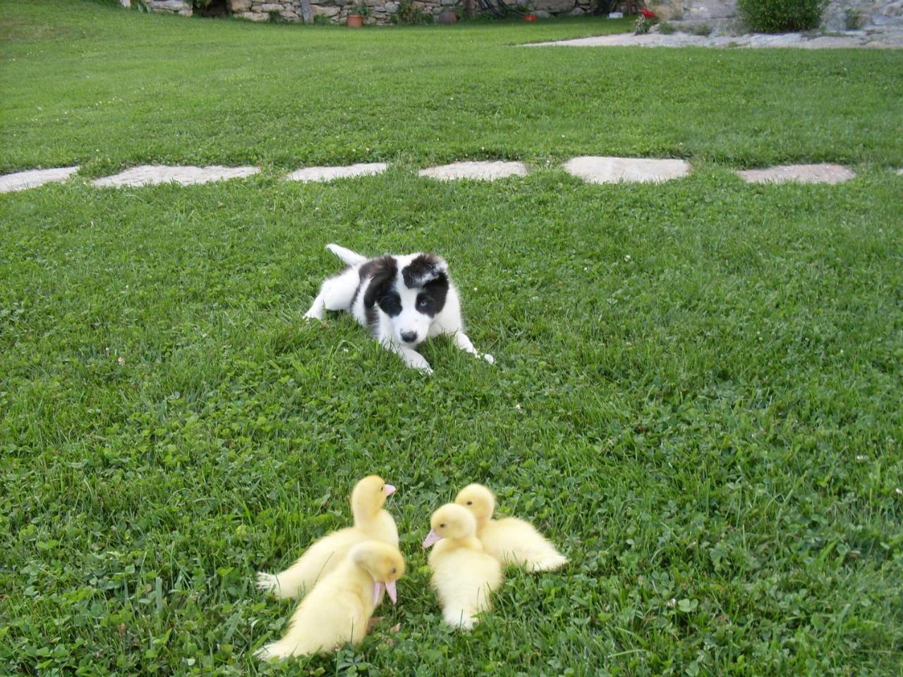 Can Gallo Llanars Εξωτερικό φωτογραφία